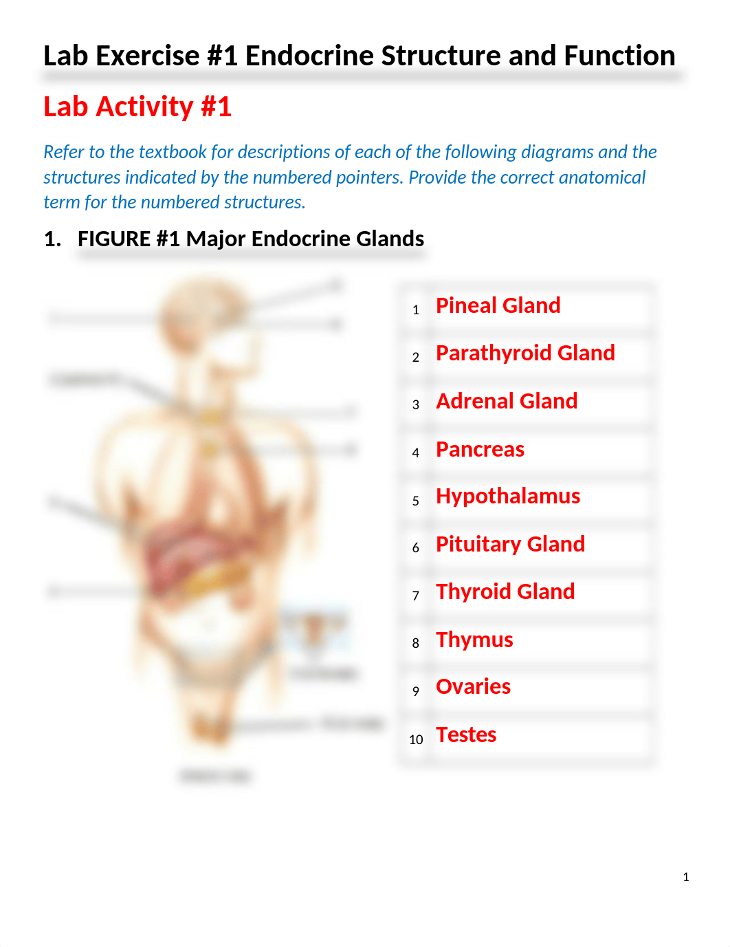 Lab Exercise #1 Endocrine System Worksheets - ANSWERS 2020.docx_dsc4ritn5w2_page1