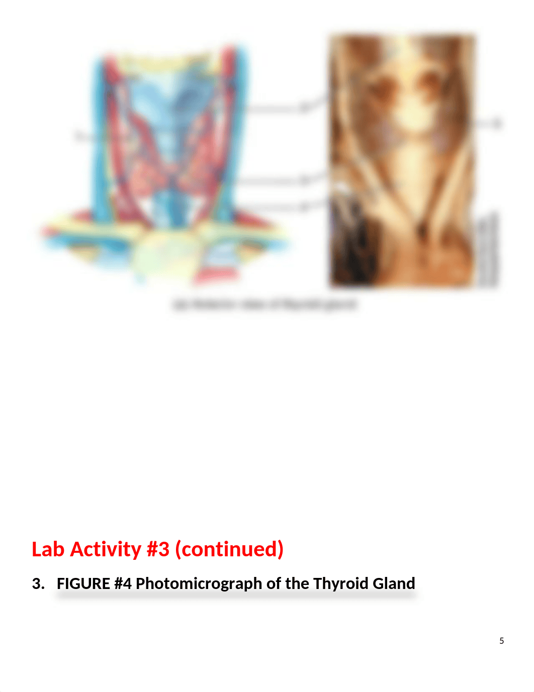 Lab Exercise #1 Endocrine System Worksheets - ANSWERS 2020.docx_dsc4ritn5w2_page5