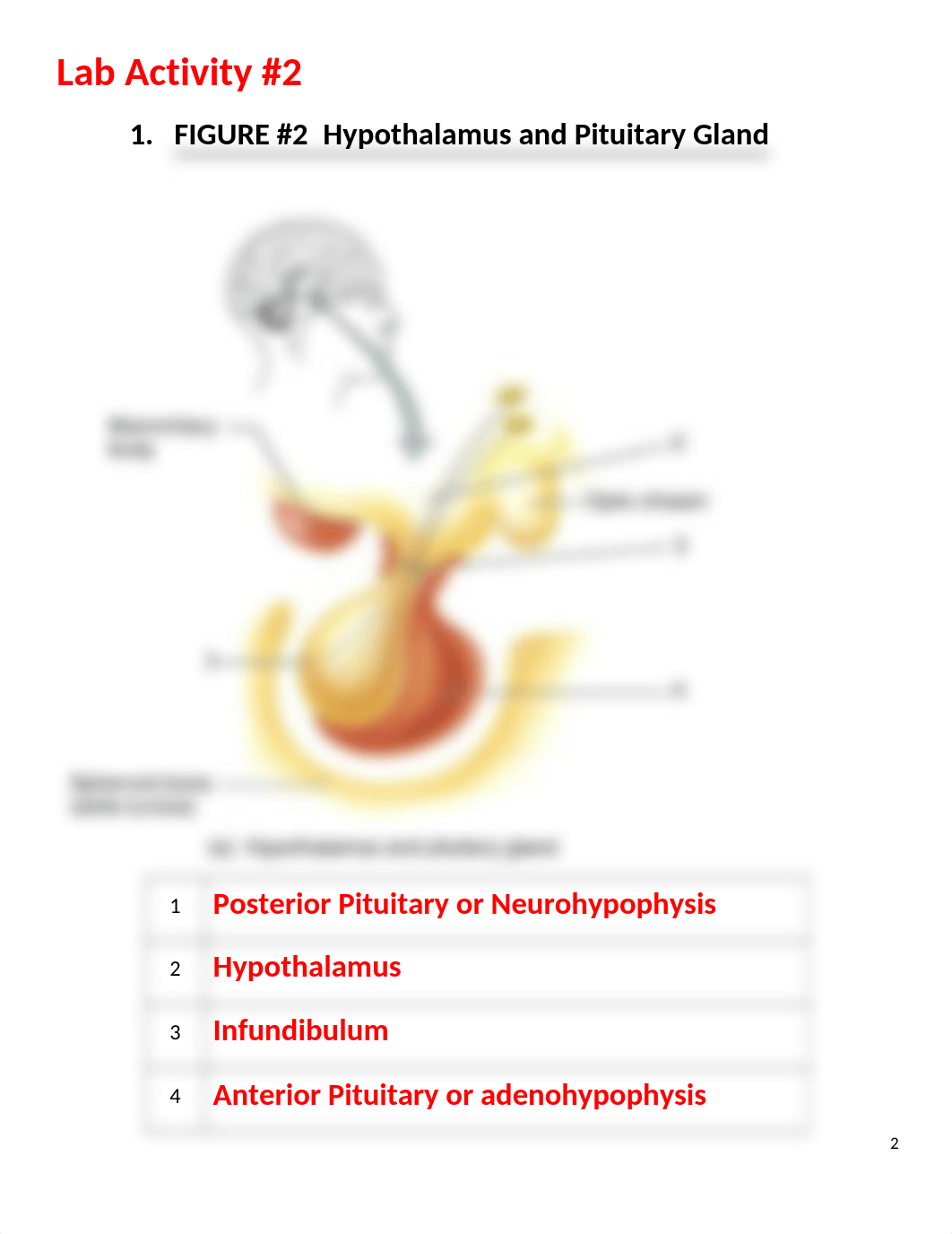 Lab Exercise #1 Endocrine System Worksheets - ANSWERS 2020.docx_dsc4ritn5w2_page2