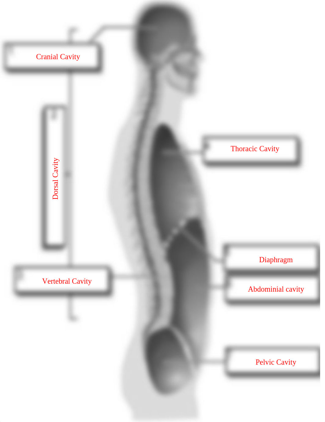 Body Cavities Labeling.pptx_dscb4puyjrm_page2