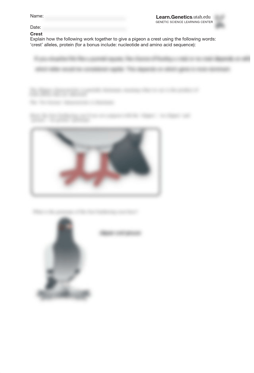 Pigeon-Genetics-Worksheet_interactive.pdf_dsccf2svjvo_page2