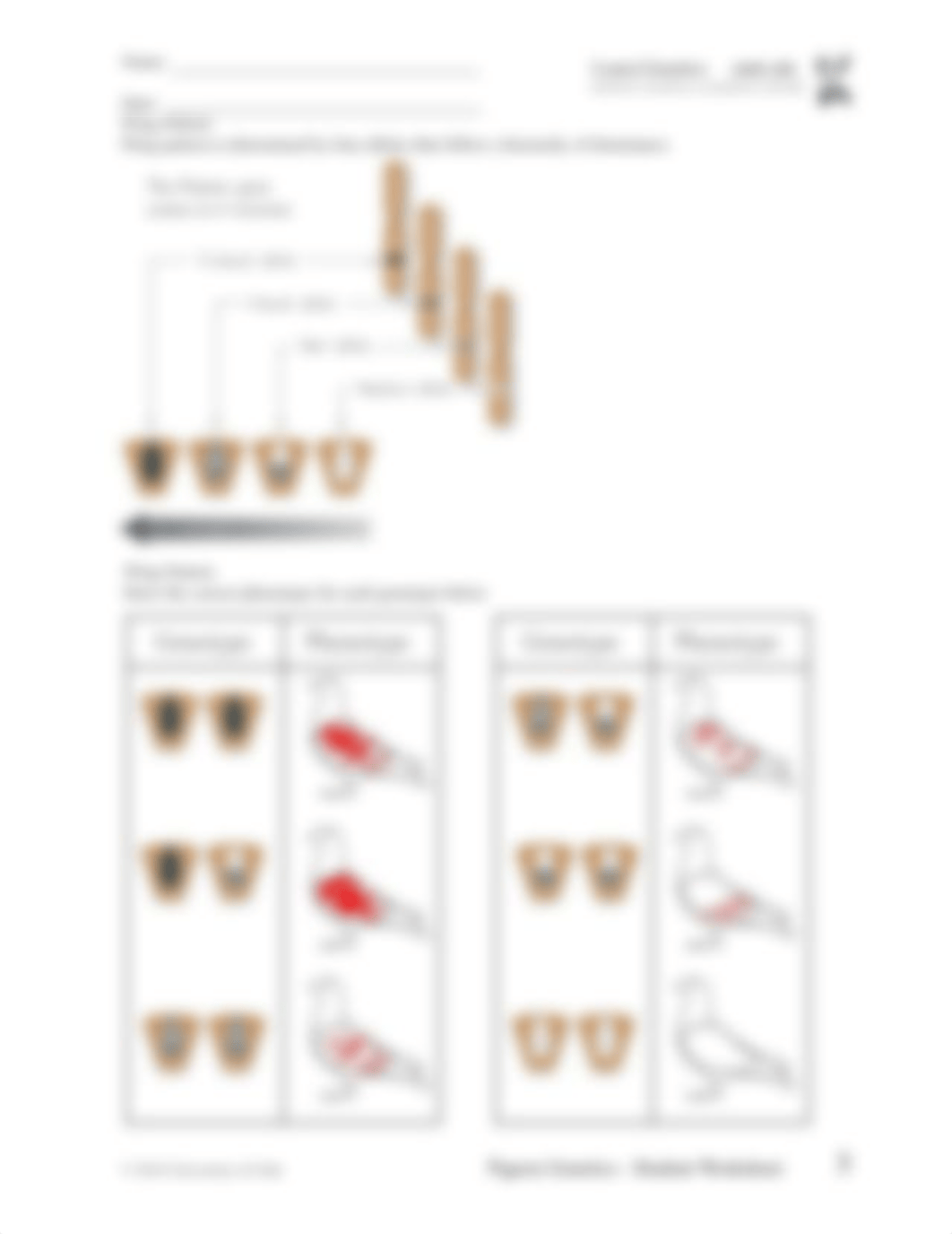 Pigeon-Genetics-Worksheet_interactive.pdf_dsccf2svjvo_page3