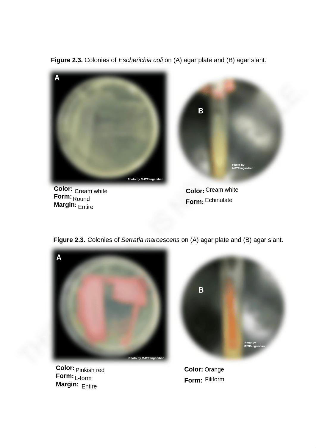 Ibardeloza_Activity-2-The-Prokaryotes.docx_dsdfngzmhl1_page3