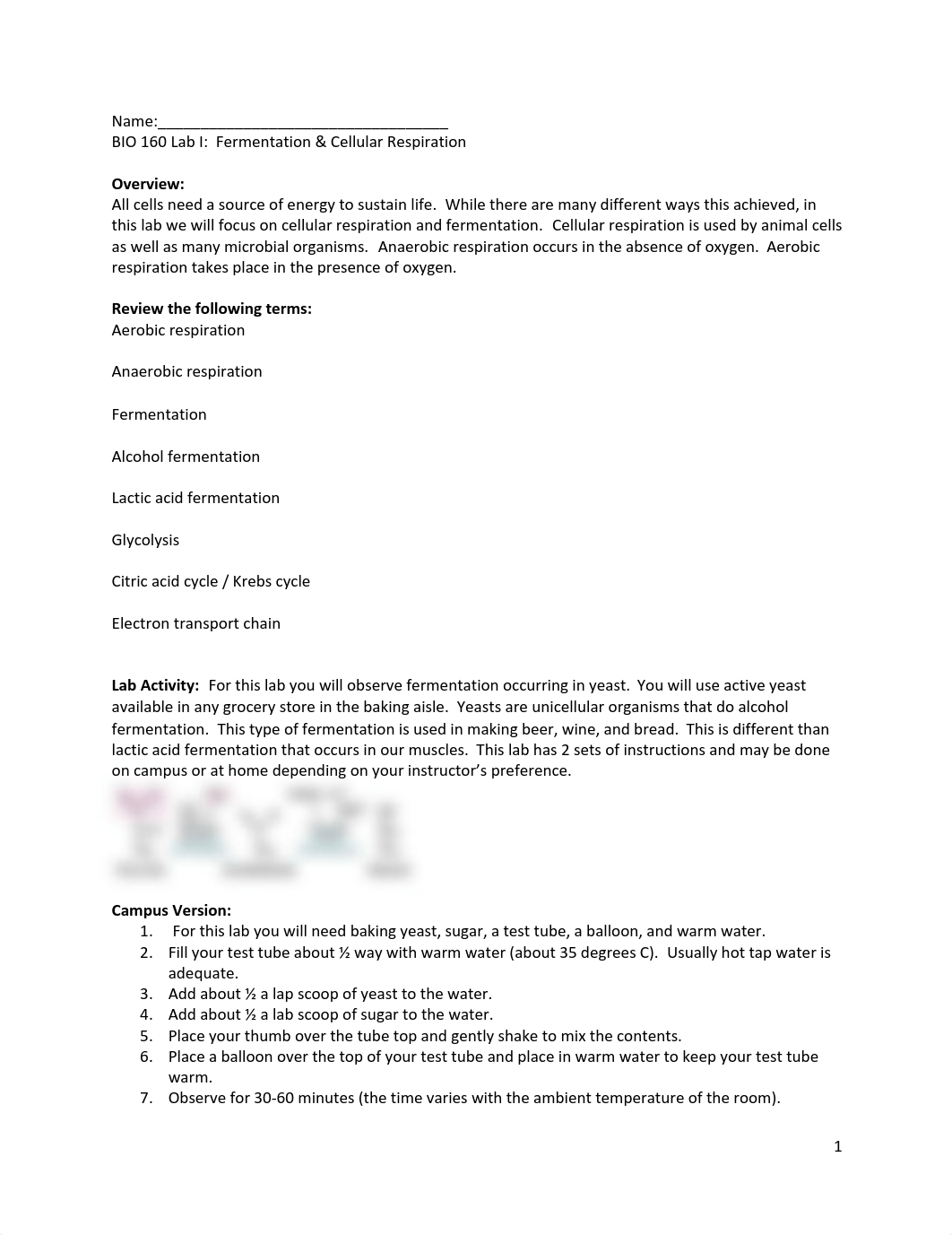 bio 160 lab i cell resp fermenation_dsetl1p71s5_page1