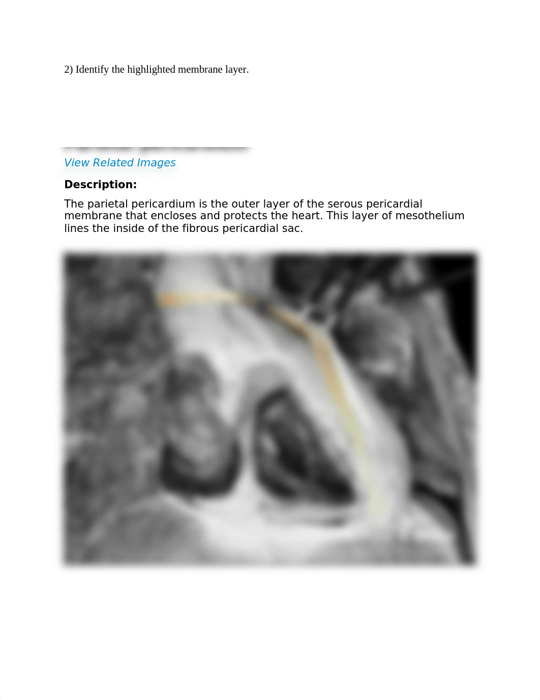 REAL_ANATOMY_LAB_02_heart_pulmonary_and_coronary_circulations.docx_dseu9j65un2_page2