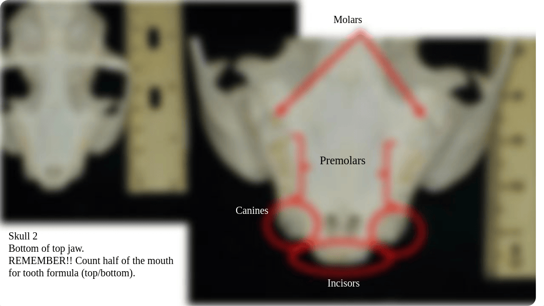 mammal_skulls_su2020.pptx_dsfi7m5avcx_page5