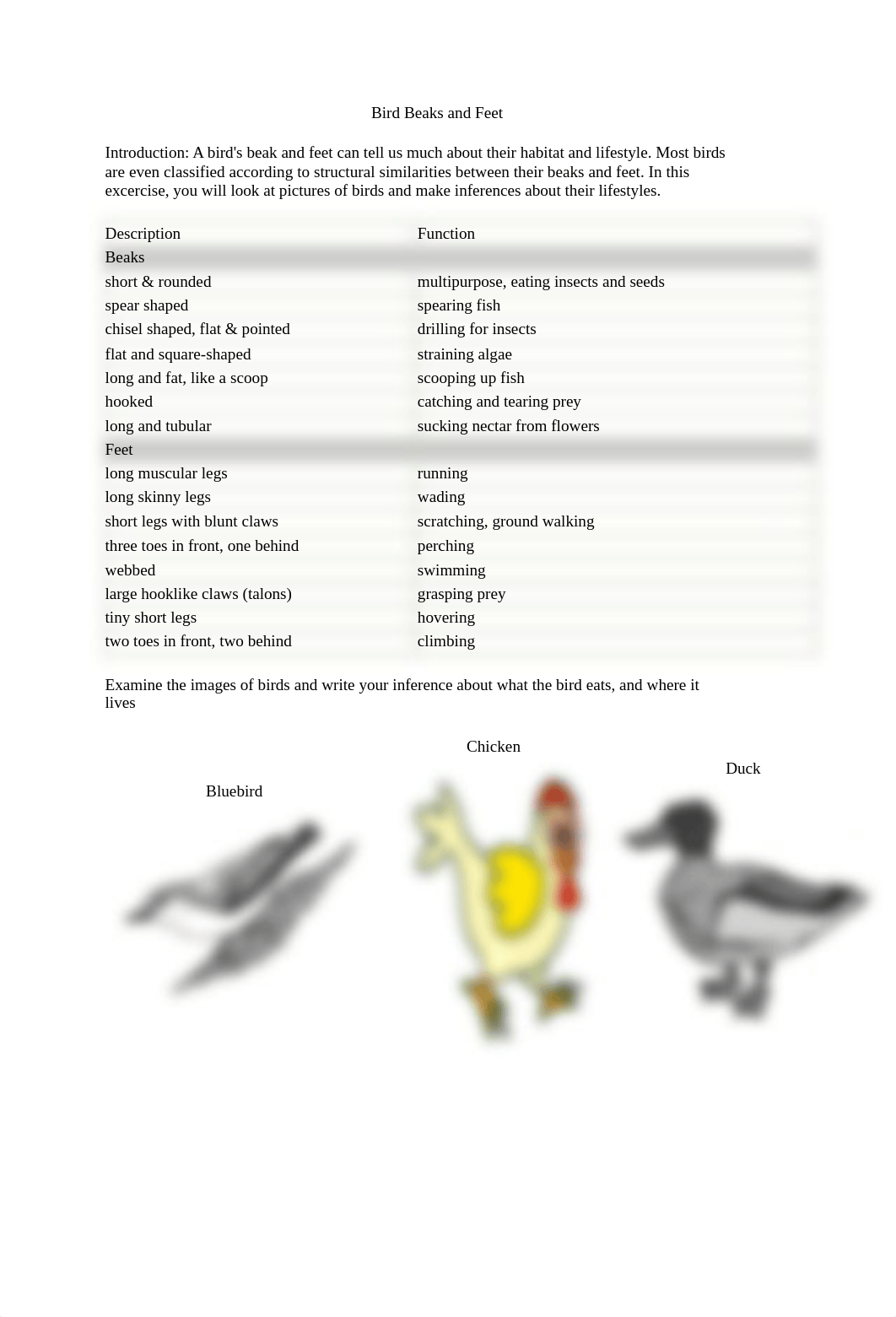 Bird Beaks and Feet- Jenny.pdf_dsgjo5io1kk_page1