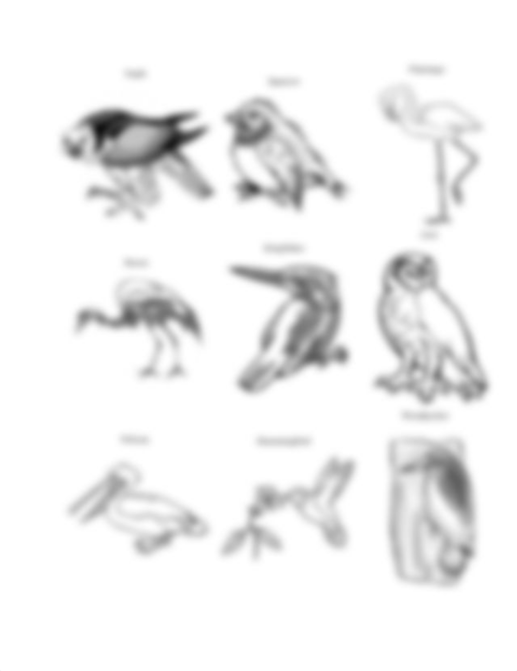 Bird Beaks and Feet- Jenny.pdf_dsgjo5io1kk_page2