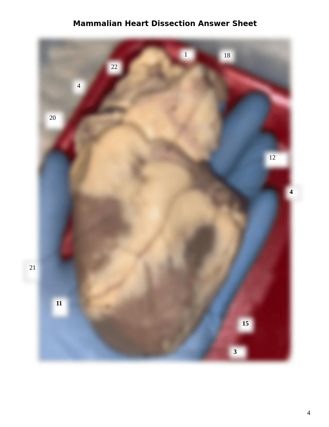 Mammalian Heart Dissection Answer Sheet.docx_dsgxy8nmlek_page4