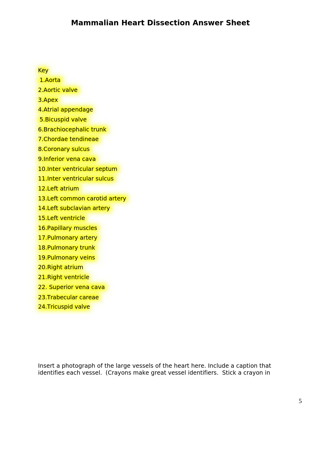 Mammalian Heart Dissection Answer Sheet.docx_dsgxy8nmlek_page5