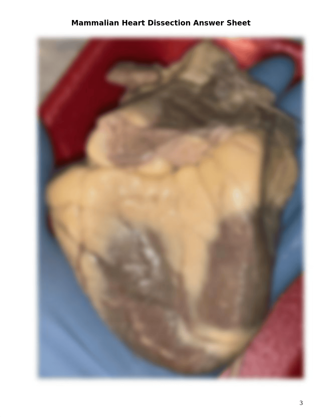 Mammalian Heart Dissection Answer Sheet.docx_dsgxy8nmlek_page3