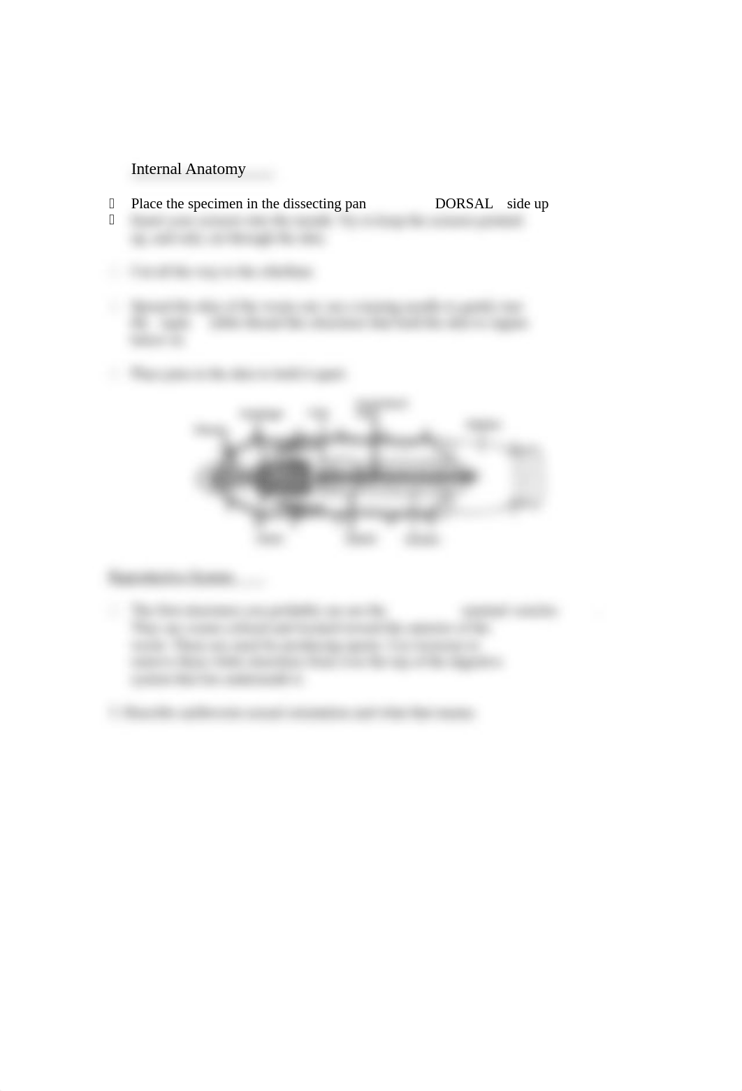 Earthworm Anatomy and Dissection.doc_dsh6midfq0i_page2