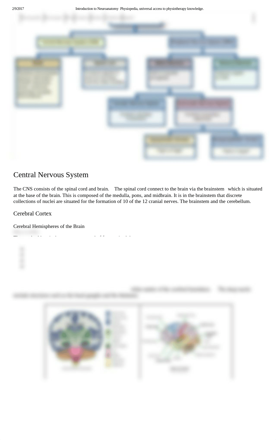 Introduction to Neuroanatomy - Physiopedia, universal access to physiotherapy knowledge__dshsekovpjw_page3