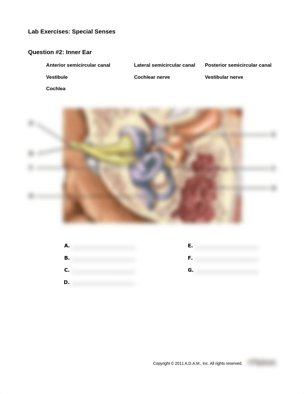 SpecialSensesExercises_LIFE1407_Unit7.pdf_dshso1nk9ut_page2