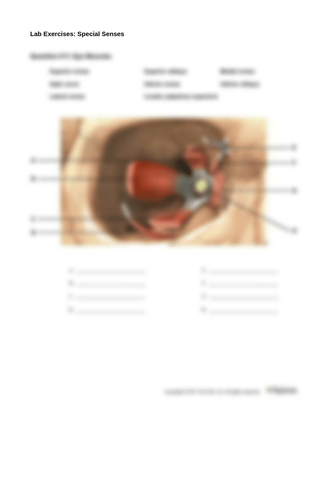 SpecialSensesExercises_LIFE1407_Unit7.pdf_dshso1nk9ut_page5