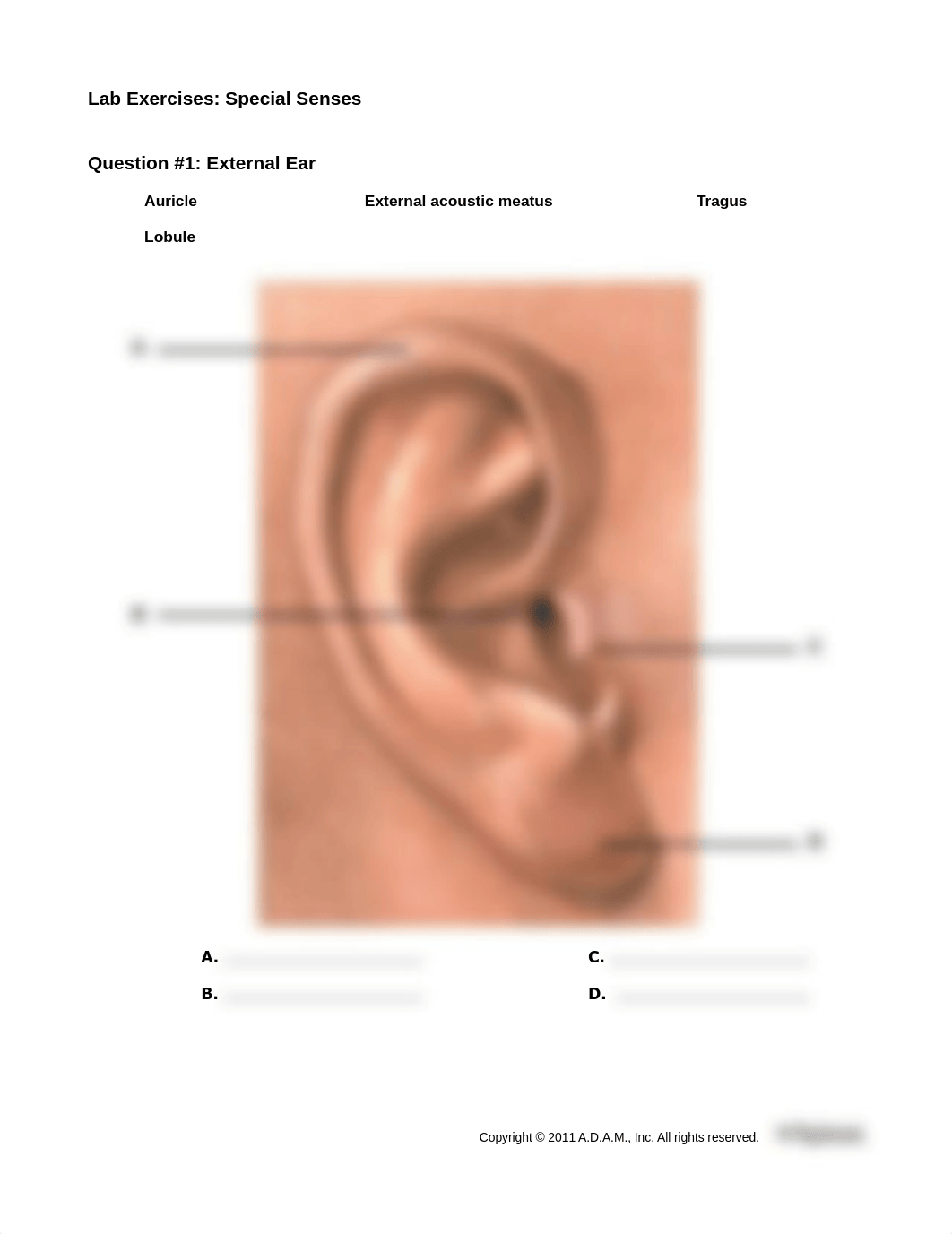 SpecialSensesExercises_LIFE1407_Unit7.pdf_dshso1nk9ut_page1