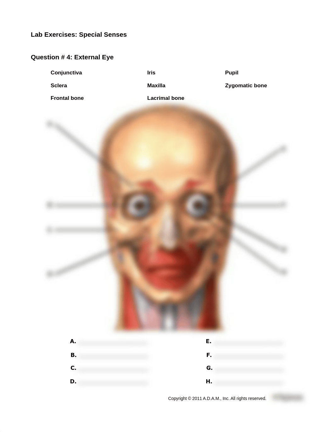 SpecialSensesExercises_LIFE1407_Unit7.pdf_dshso1nk9ut_page4