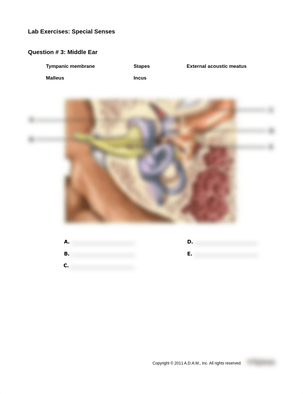 SpecialSensesExercises_LIFE1407_Unit7.pdf_dshso1nk9ut_page3