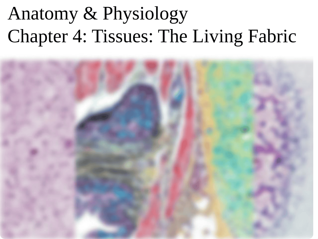 A&P I Lecture - Chapter 4 - Tissues - The Living Fabric - Presentation.pptx_dshsyhfjlk4_page1