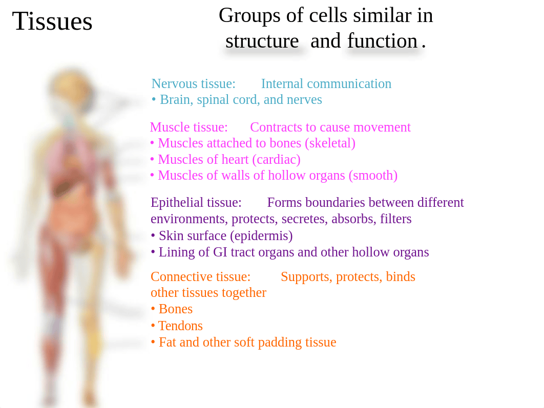 A&P I Lecture - Chapter 4 - Tissues - The Living Fabric - Presentation.pptx_dshsyhfjlk4_page3