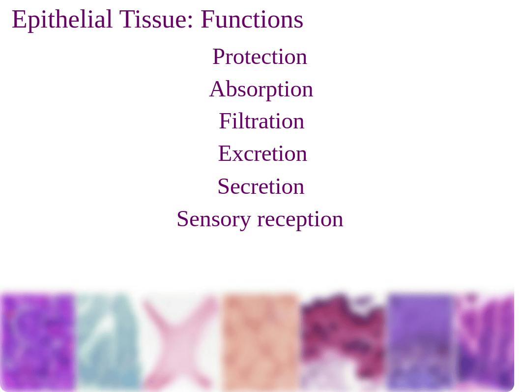 A&P I Lecture - Chapter 4 - Tissues - The Living Fabric - Presentation.pptx_dshsyhfjlk4_page5