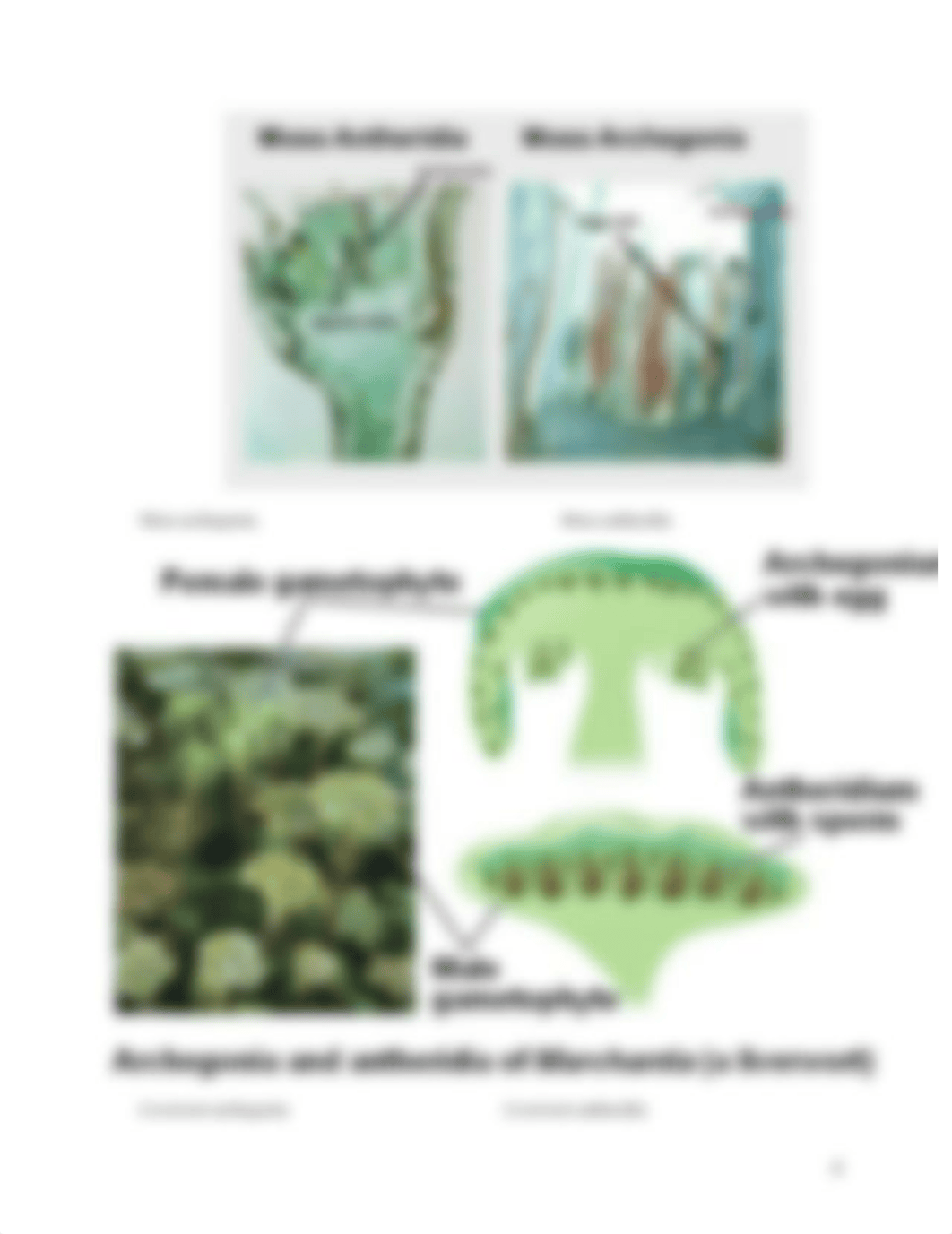 Plant Diversity I Virtual Lab.doc_dsi5glvg537_page4