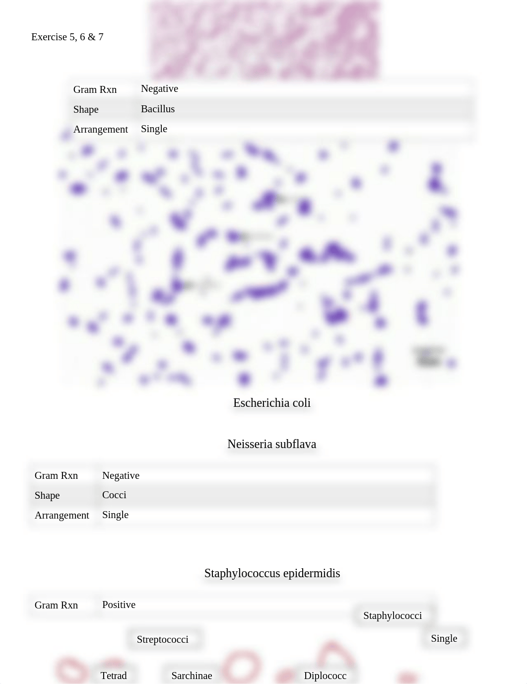 BIOL2420 EXERCISE 5, 6, 7 doc HH.docx_dsilxnd6np6_page3