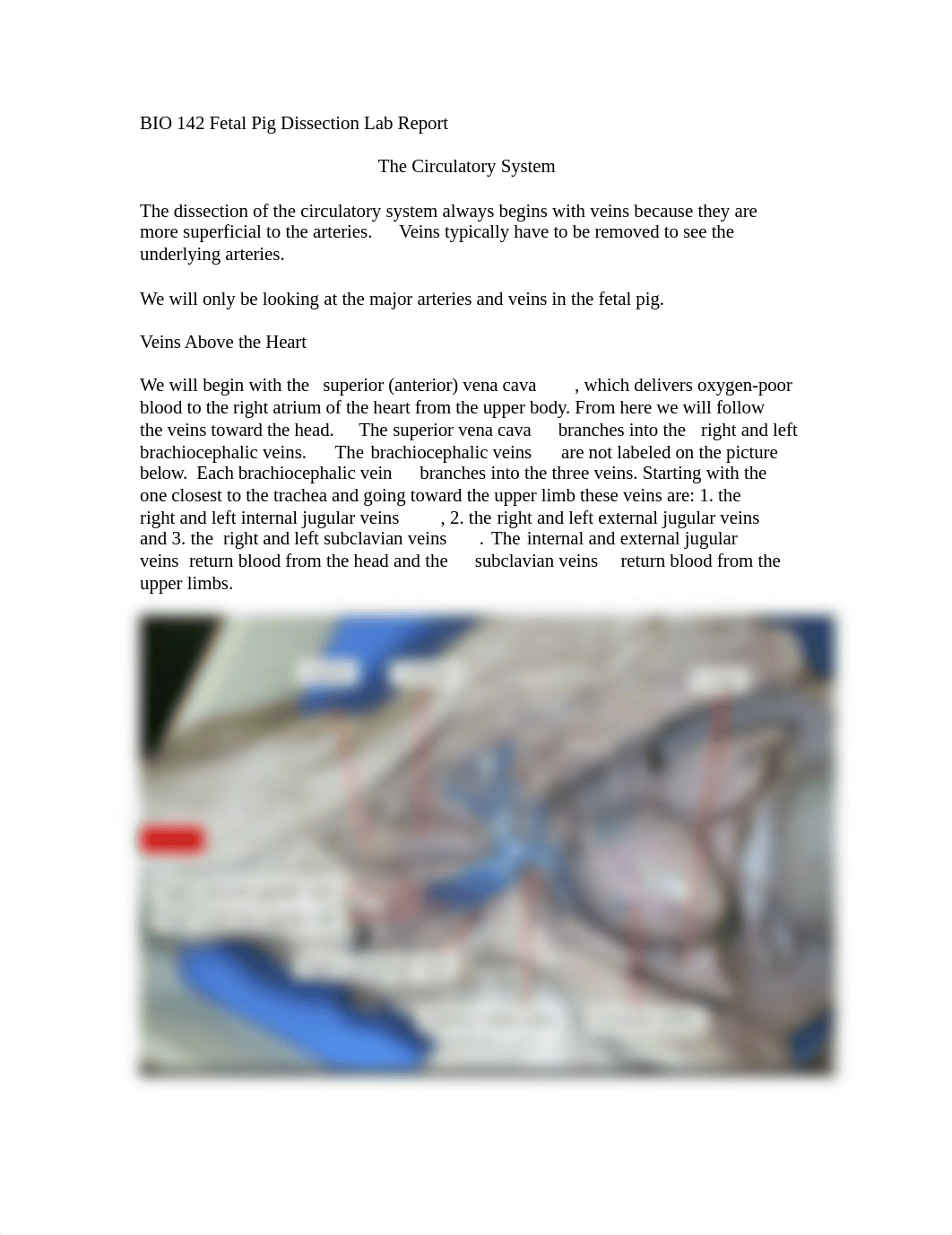 Circulatory System Lab Report      (1).docx_dskkr2b1cfs_page1