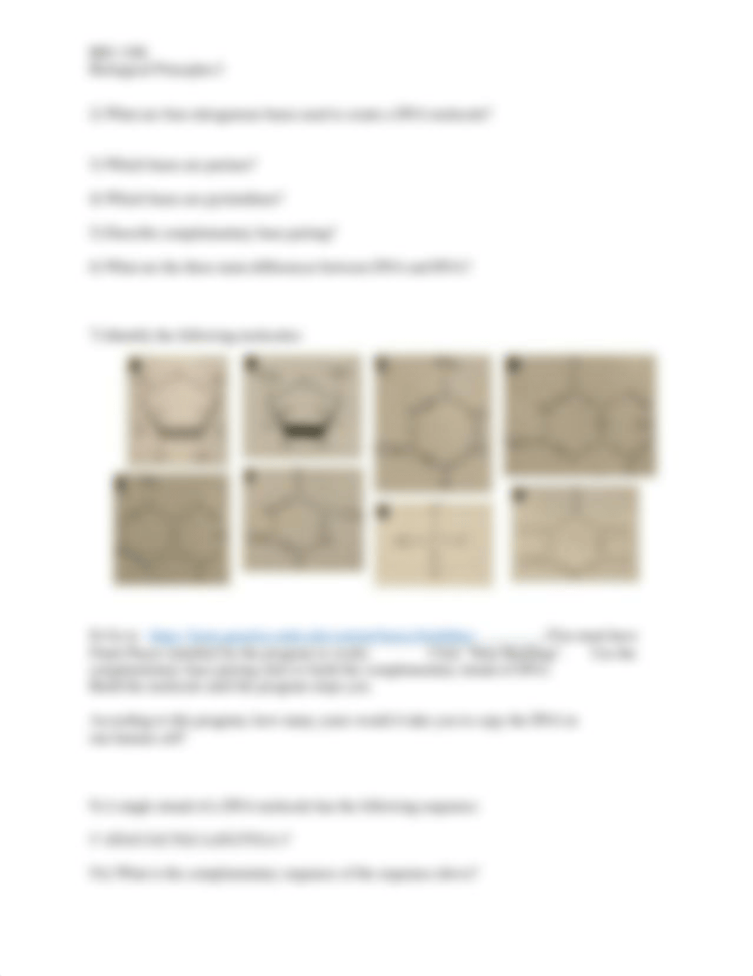 Virtual Lab-Nucleic Acids (1).docx_dskonxd4qqz_page2