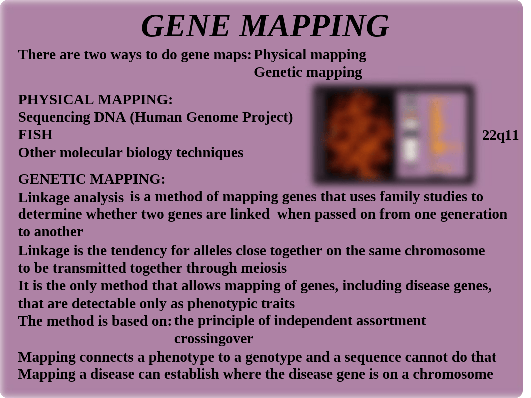 14 Gene mapping.ppt_dslndk2smvk_page4