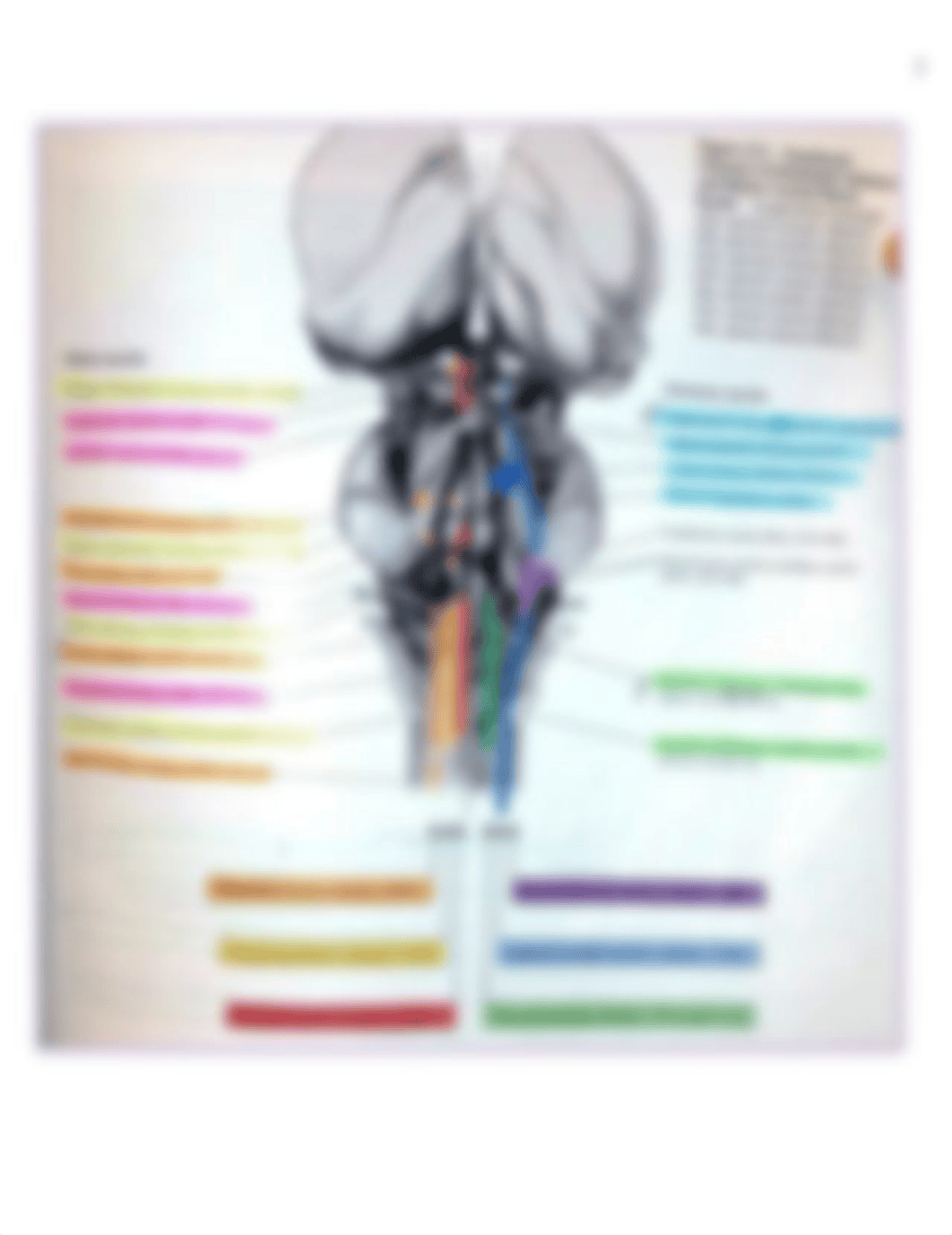 Neuro - Kaplan Notes - CN Nuclei and Medulla - BL_dsltn2ot0yg_page2