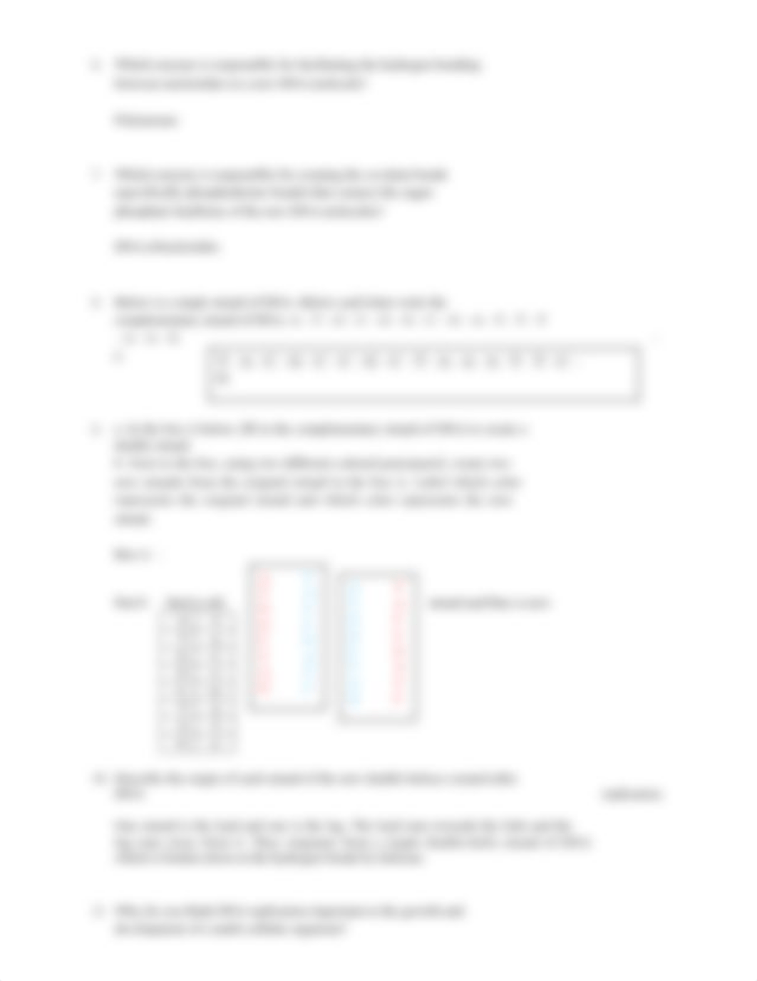 DNA Replication Worksheet GP13.docx_dsm5k2te2ll_page2