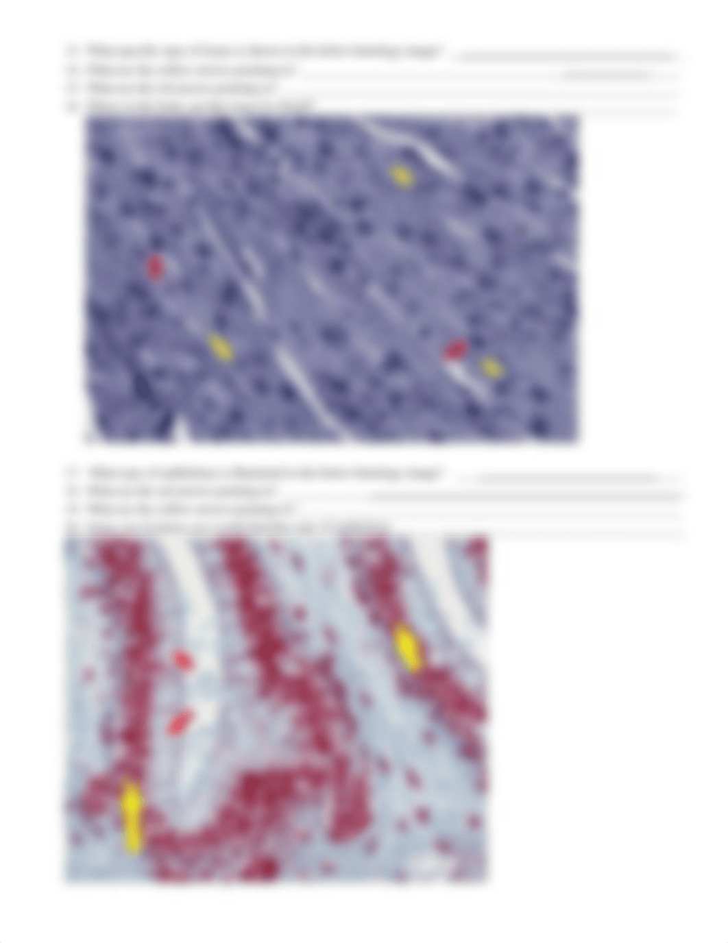 Histology_Lab_Assignment.docx_dsm5usbtw6m_page3