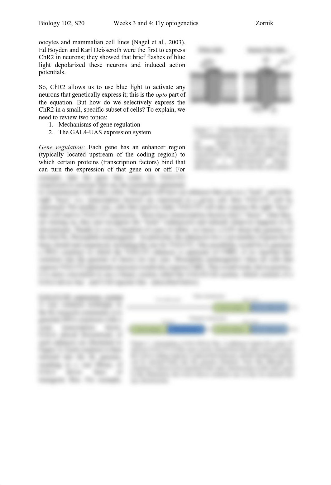 Lab_3+4_Optogenetics_S20.pdf_dsm6sjj637d_page2