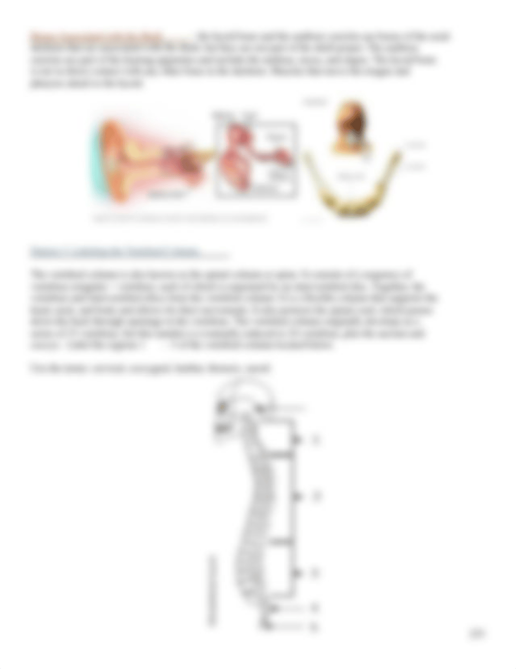 Axial Skeleton Lab.pdf_dsmg14vuulo_page3