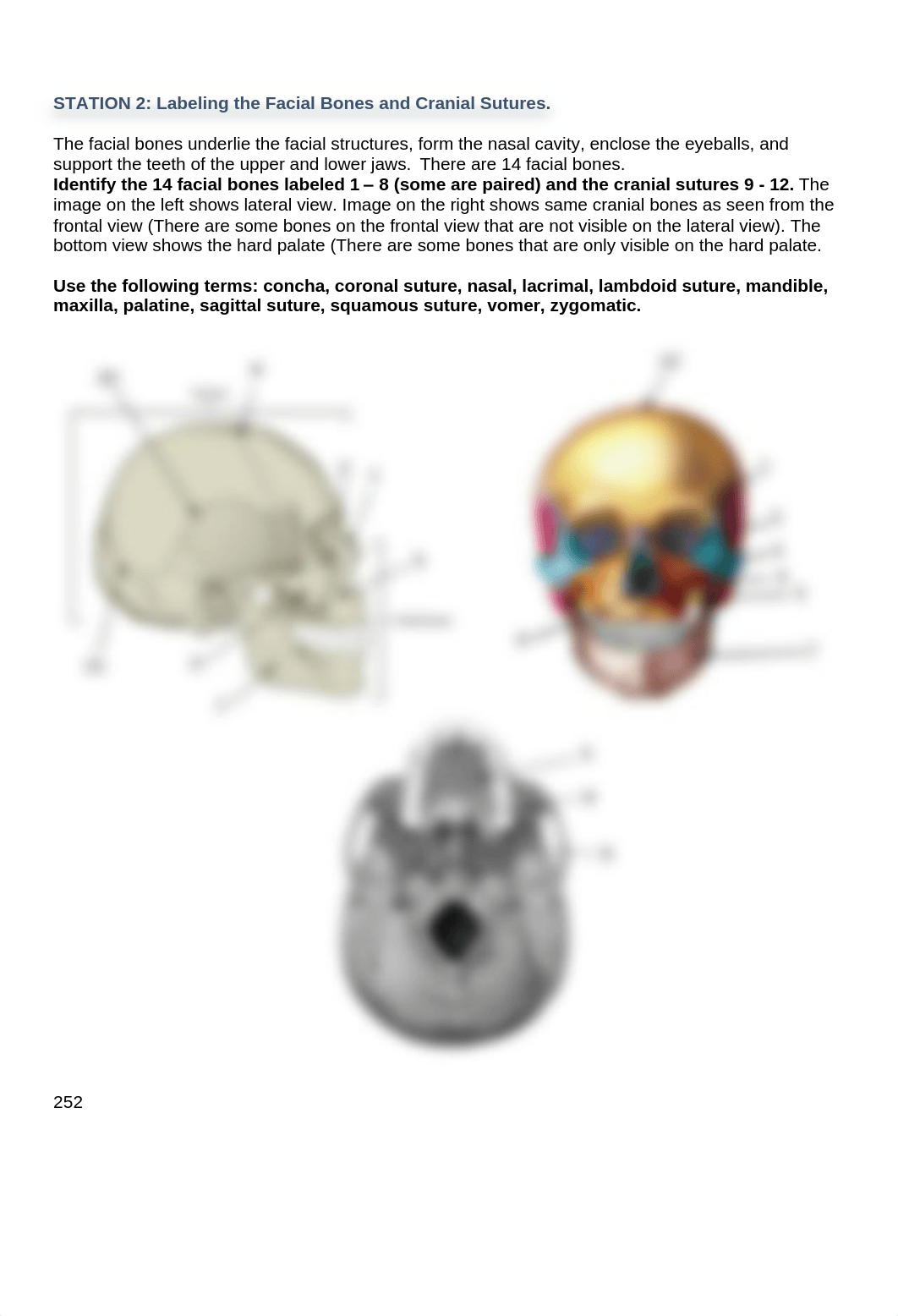 Axial Skeleton Lab.pdf_dsmg14vuulo_page2