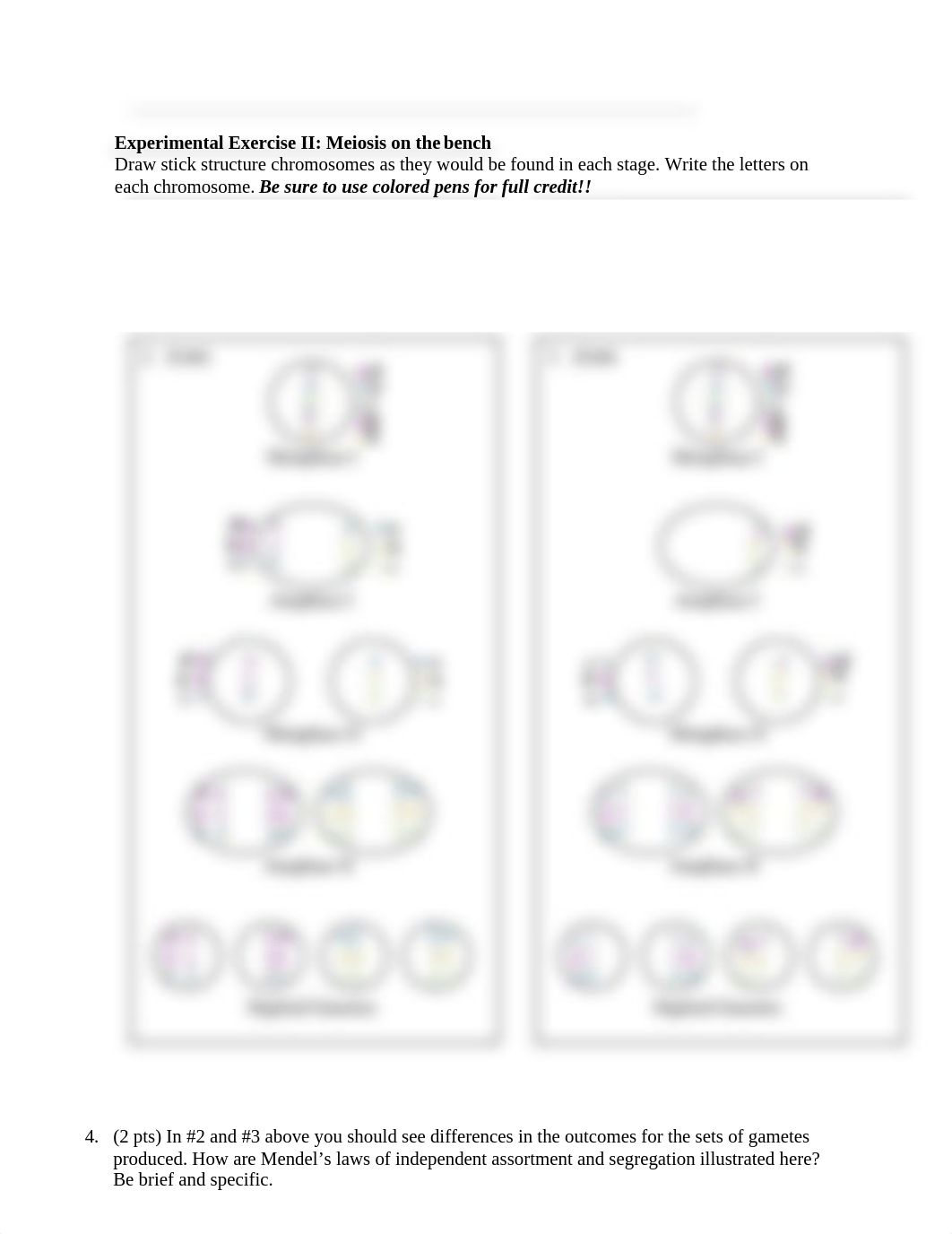 Schild GENE Lab Report 1 worksheets f2f.docx_dsmqlxcfchl_page3