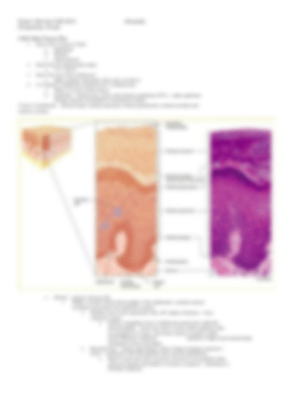 Exam_2_Review.docx_dso8lc6qipn_page1