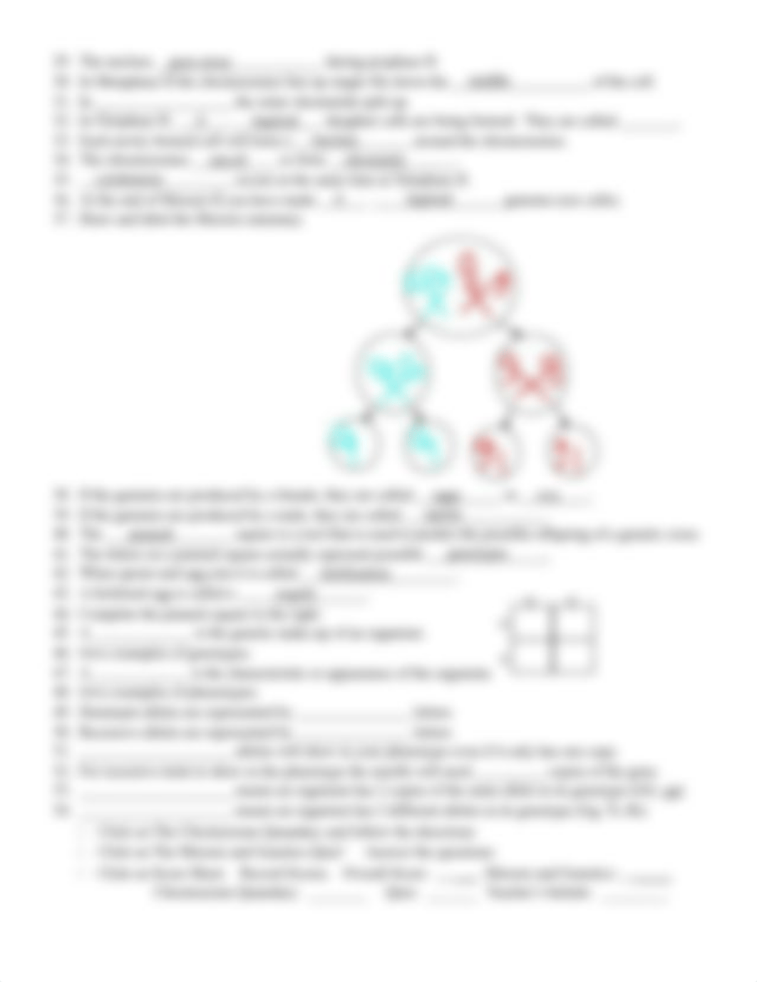 yelena rivera - Snurfle Meiosis Worksheet (1).pdf_dsod359sck2_page2