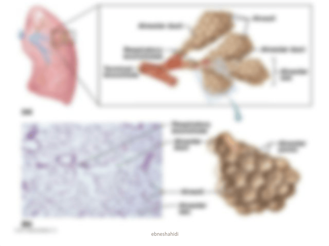 Chap 16- The Respiratory System.pdf_dsodp5pbo01_page5