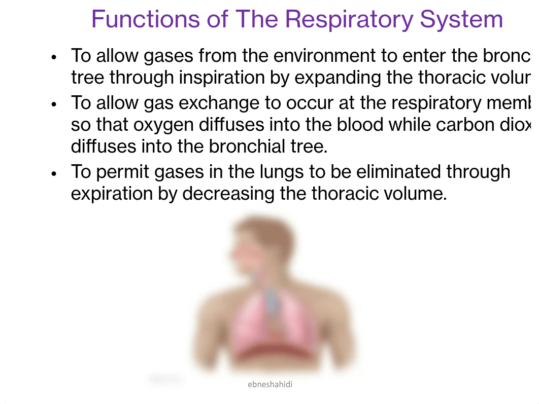 Chap 16- The Respiratory System.pdf_dsodp5pbo01_page2