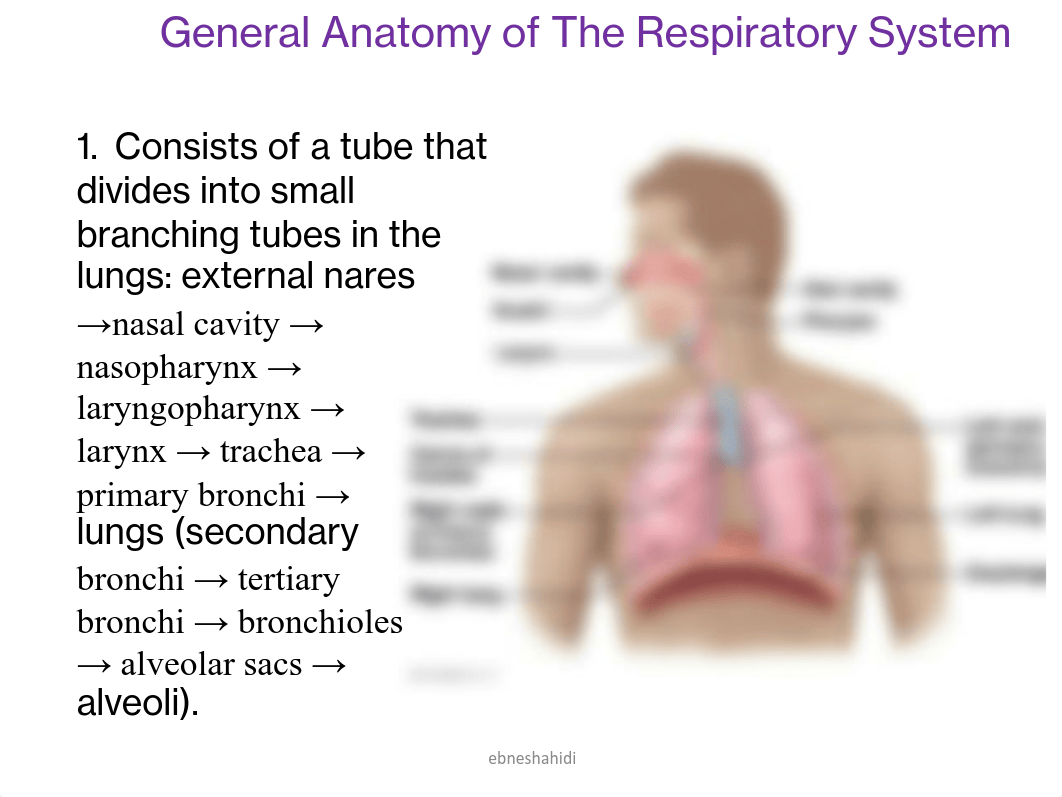 Chap 16- The Respiratory System.pdf_dsodp5pbo01_page3