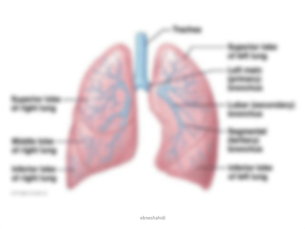 Chap 16- The Respiratory System.pdf_dsodp5pbo01_page4