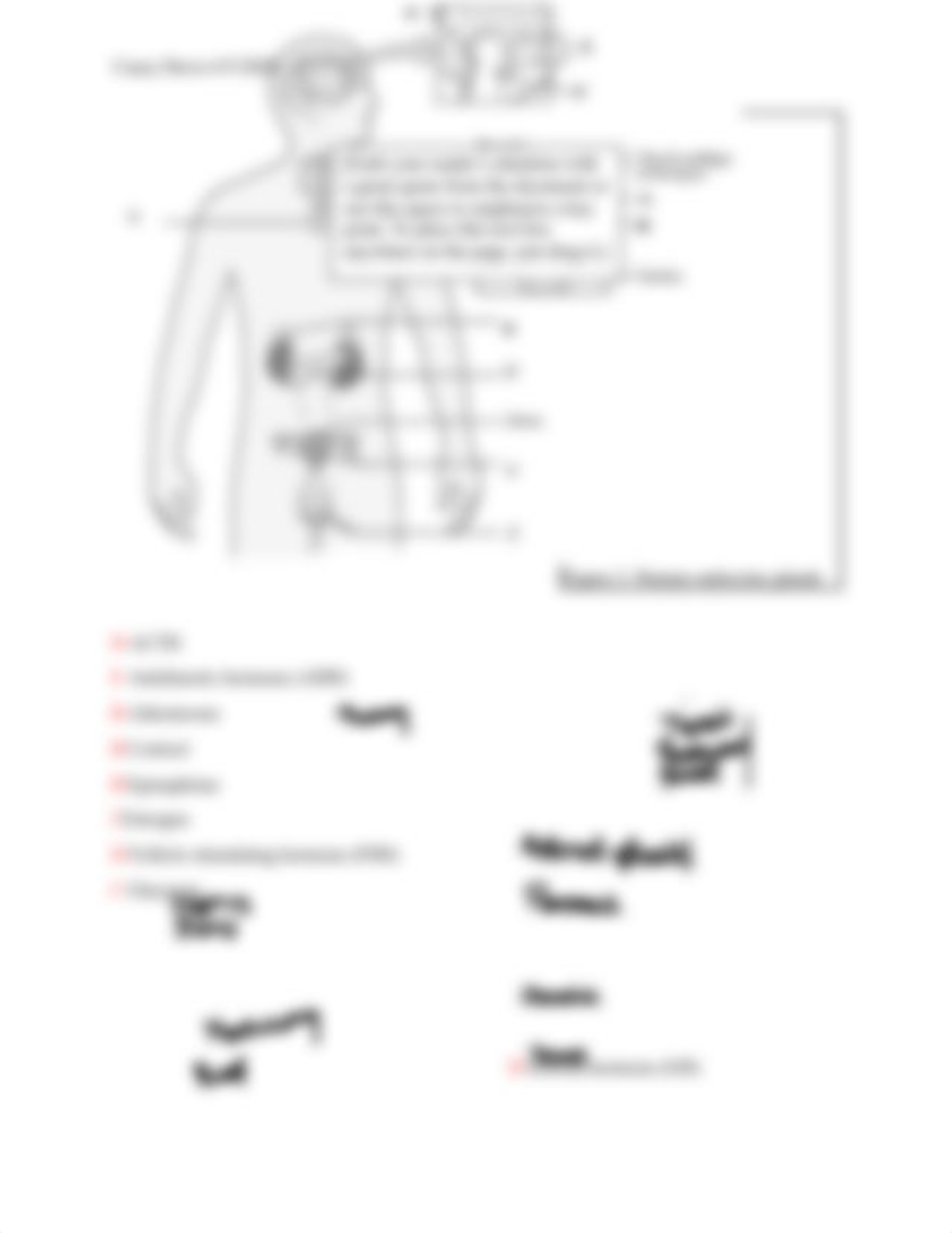 endocrine lab.docx_dsp1nfnevaj_page3