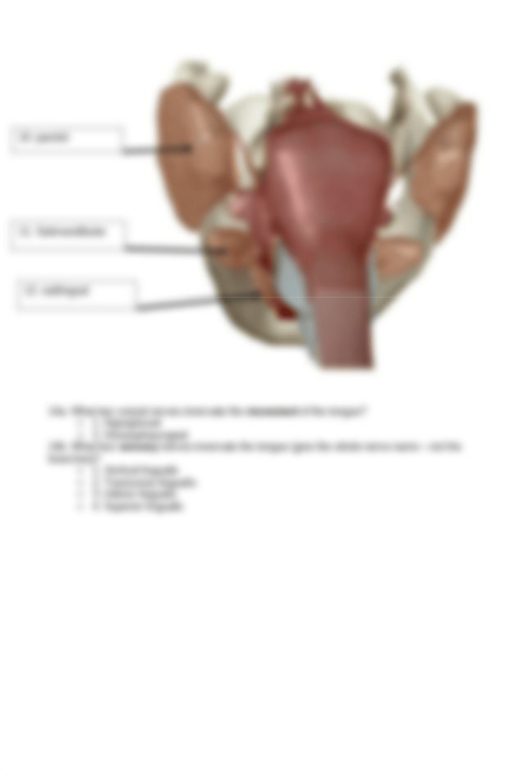 BIO 211 Lab 7 Digestive Anatomy SP2021.pdf_dspue4g4jqd_page4