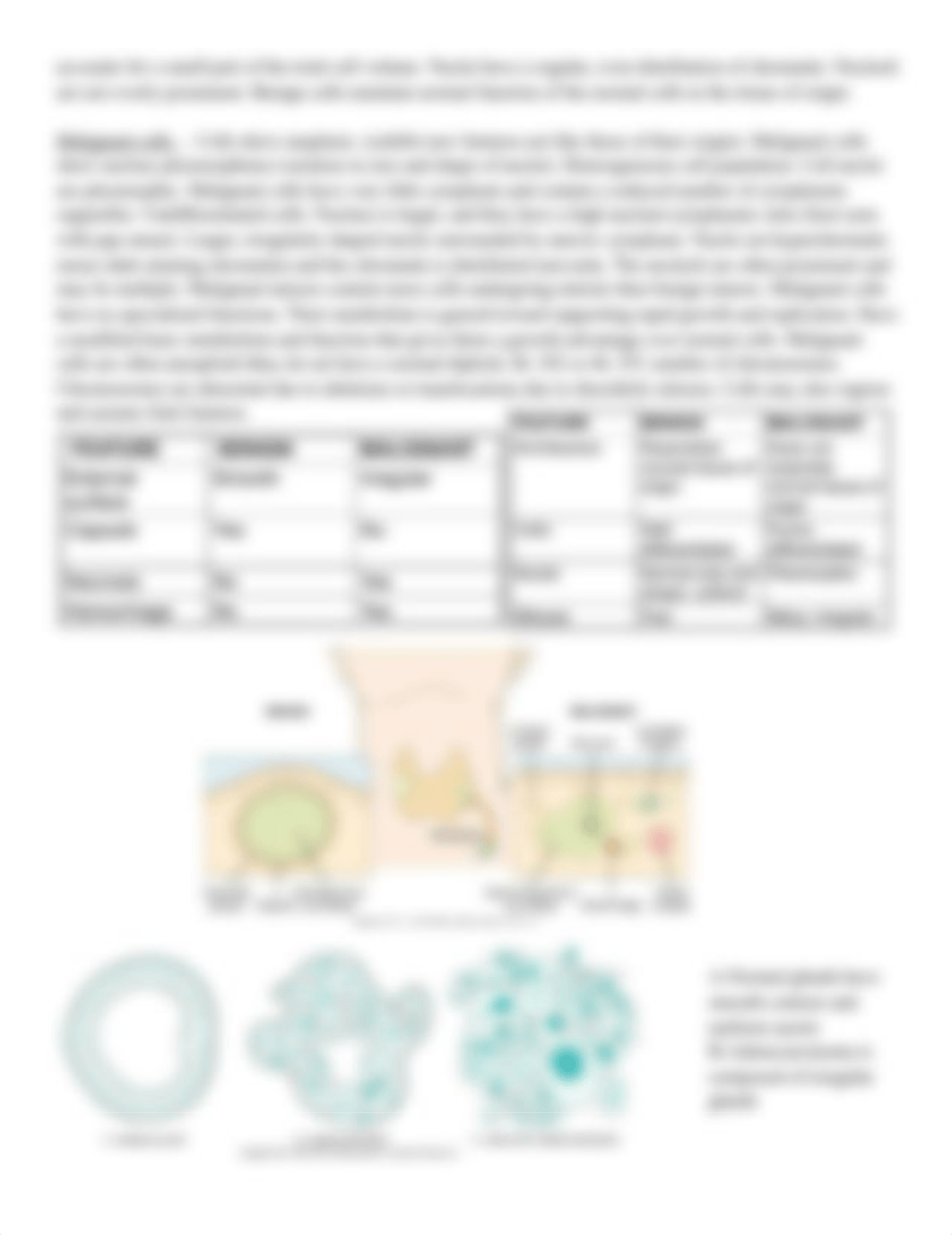 Hematology & Cancer- Week 8.docx_dsqk4npdulo_page2