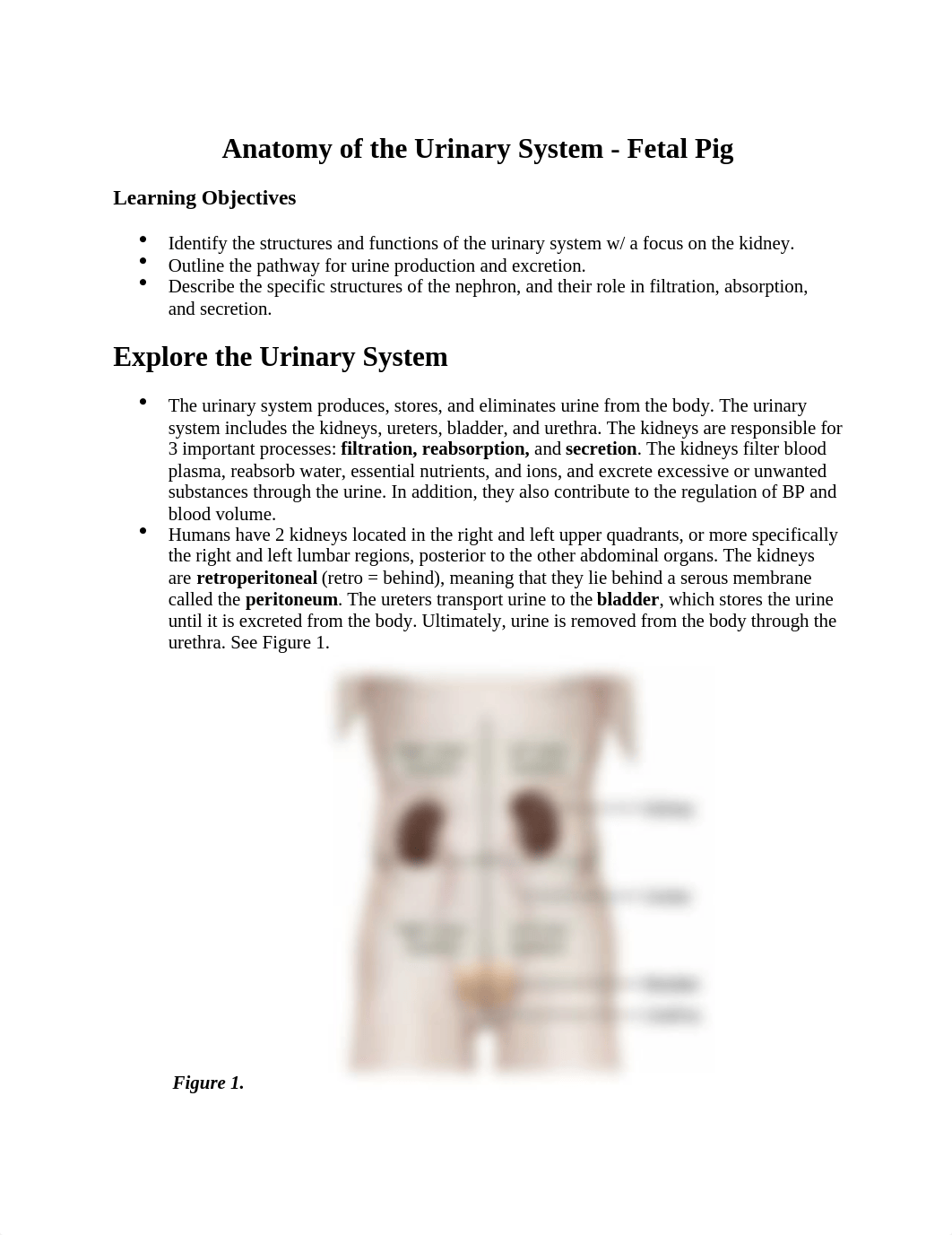 Lab#7 Anatomy of the Urinary System Fetal Pig Laboratory.docx_dsqopi36can_page1