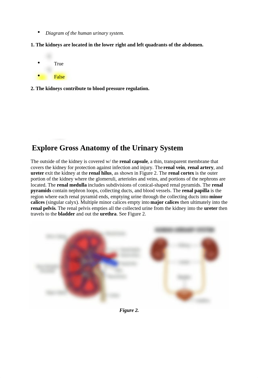 Lab#7 Anatomy of the Urinary System Fetal Pig Laboratory.docx_dsqopi36can_page2