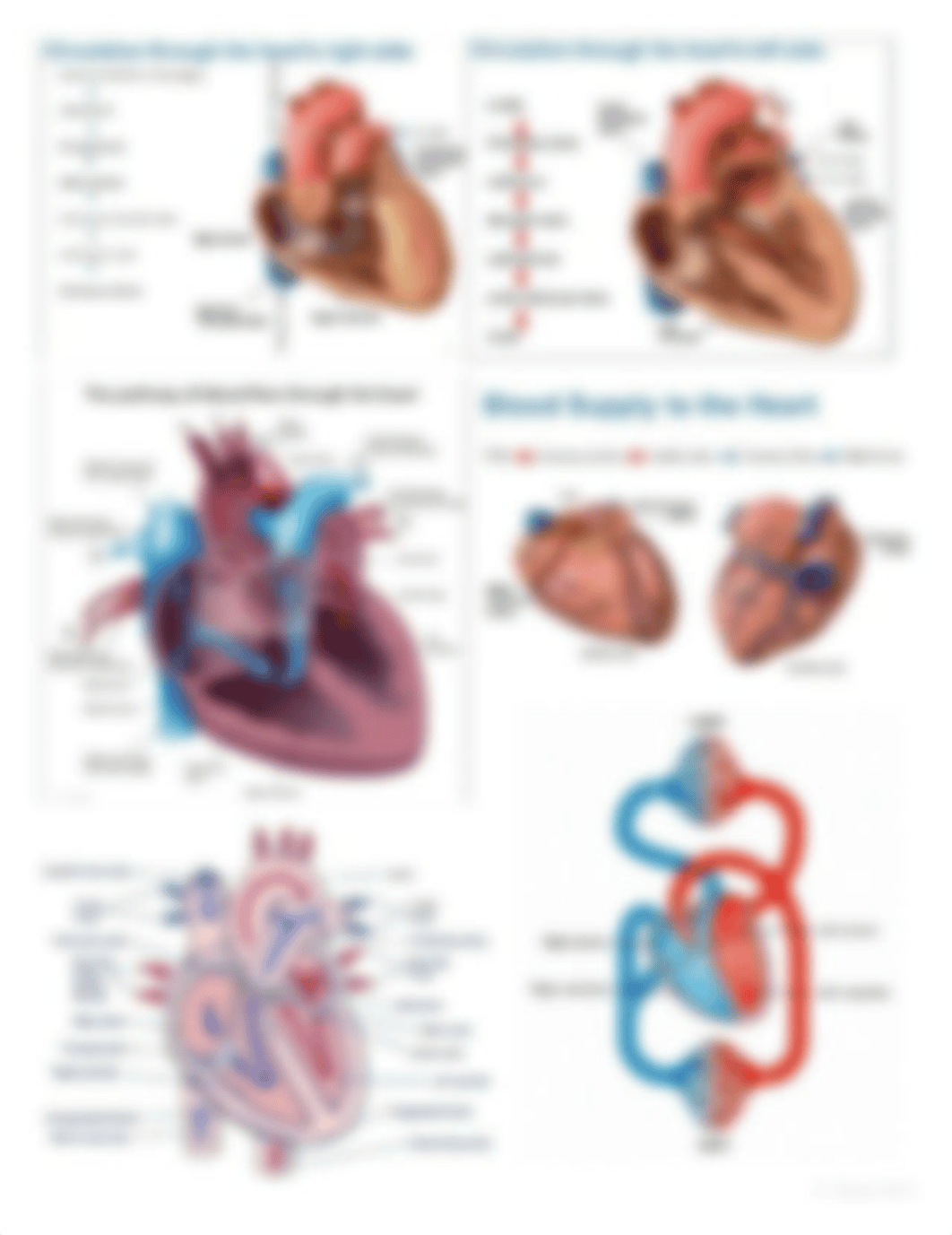 Lab 7 Cardiovascular _ Respiratory_ Study Aid.pdf_dsr0gqr7lv5_page2