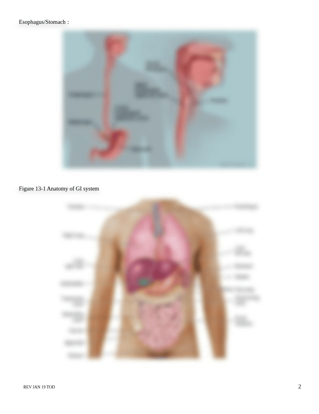 N252 Student Notes Abdomen & Gastrointestinal System-1.docx_dsrklkenytd_page2